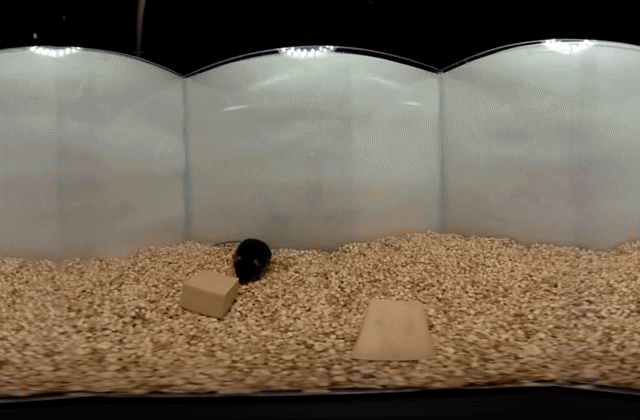 Detecting alcoholism, Not just us, Small Addicts