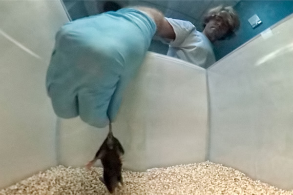 Detecting alcoholism, Not just us, Small Addicts